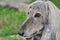 Dog head of afghan hound