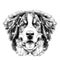 The dog head Bernese mountain dog sketch vector