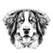 The dog head Bernese mountain dog sketch vector