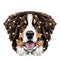 The dog head Bernese mountain dog sketch vector