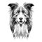 Dog head breed border collie