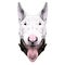 Dog head breed bull Terrier sketch vector graphics