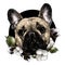 Dog head breed pug in a circle on the background of a composition of flowers and leaves of cotton