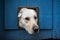 Dog with head through cat flap against blu wooden door