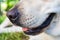 Dog head close up. Labrador retriever portrait. Dog nose, close up. Purebred white labrador. Adorable pet.