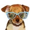 Dog. head, glasses, vector