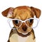 Dog. head, glasses, vector