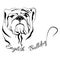 Dog head isolated English Bulldog