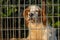 Dog Head Shot Behind Fence O Seixo Mugardos Galicia