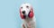 Dog in  headphones, blue  background. The concept of pets being afraid of loud noises or fireworks