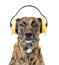 Dog with headphones for ear protection from noise. isolated on w