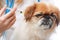 Dog Healthcare: vaccination.