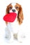Dog with heart. Cavalier king charles spaniel valentine s day illustration. Plush red heart with spaniel puppy. Happy