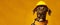 dog in helmet, labor day concept, panoramic layout.