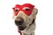 DOG HERO COSTUME. FUNNY LABRADOR CLOSE-UP DRESSED WITH A RED CAPE AND MASK. ISOLATED SHOT AGAINST WHITE BACKGROUND