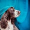 The dog is hiding behind the curtains from the owner, because it ruined his household things. Stay at home, quarantine