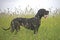 Dog in a high meadow with tongue out