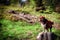 Dog on a Hike at Feldberg Mountain in Spring