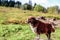 Dog on a Hike at Feldberg Mountain in Spring