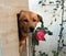 A dog in his kennel and a rose beside