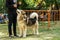 Dog with his mistress. dog show. competition. Alaskan Malamute