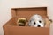 Dog and his toys cuddling in a moving box