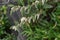 Dog hobble ( Leucothoe catesbaei ) flowers.