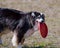 Dog holding Frisbee in mouth