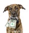 Dog holding a purse with dollars in its mouth. isolated on white