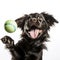 a dog holding a small toy ball in its mouth on a white background