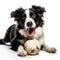 a dog holding a small toy ball in its mouth on a white background