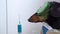 Dog, holding a syringe with a vaccine in his face