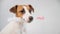 The dog holds in his mouth a brush for washing bottles on a white background. Jack russell terrier helping to clean the