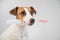 The dog holds in his mouth a brush for washing bottles on a white background. Jack russell terrier helping to clean the