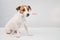 The dog holds in his mouth a brush for washing bottles on a white background. Jack russell terrier helping to clean the