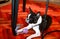 Dog at home. Portrait of Boston Terrier sweet dog breed lying and rest on floor, red colorful and multicolored carpet at house.