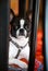 Dog at home. Portrait of Boston Terrier sweet dog breed lying and rest on floor, red colorful and multicolored carpet at house.