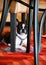 Dog at home. Portrait of Boston Terrier sweet dog breed lying and rest on floor, red colorful and multicolored carpet at house.