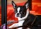 Dog at home. Portrait of Boston Terrier sweet dog breed lying and rest on floor, red colorful and multicolored carpet at house.
