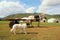 Dog and Horse in front of Mongolian yurts