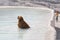 A dog in the hot spring of Pamukkale