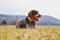 Dog Hound - Bohemian Wire Haired Pointing Griffon full of happiness watching something on field, some move, some sound. Bitch of