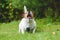 Dog howling and barking guarding backyard front view