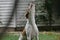 Dog howling at squirrel in her backyard