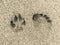 Dog and human footprint