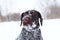 Dog hunting, portrait of a dog in winter in a