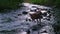 A dog hunts rocks in a stream in slow motion
