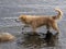 Dog hunts young imperial cormorant, Punta Arenas, Patagonia, Chile