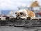 Dog hunts young imperial cormorant, Punta Arenas, Patagonia, Chile