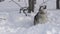 Dog of husky breed on leash tied to tree in forest, barks before sled dog racing